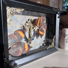 Load image into Gallery viewer, Real preserved Butterfly shadow box 9