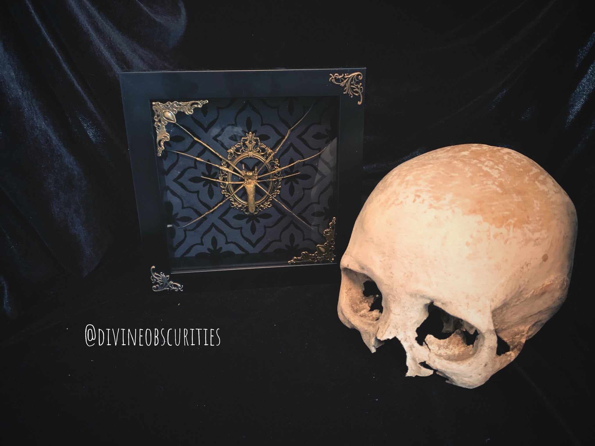 Entomology Frames – Divine Obscurities