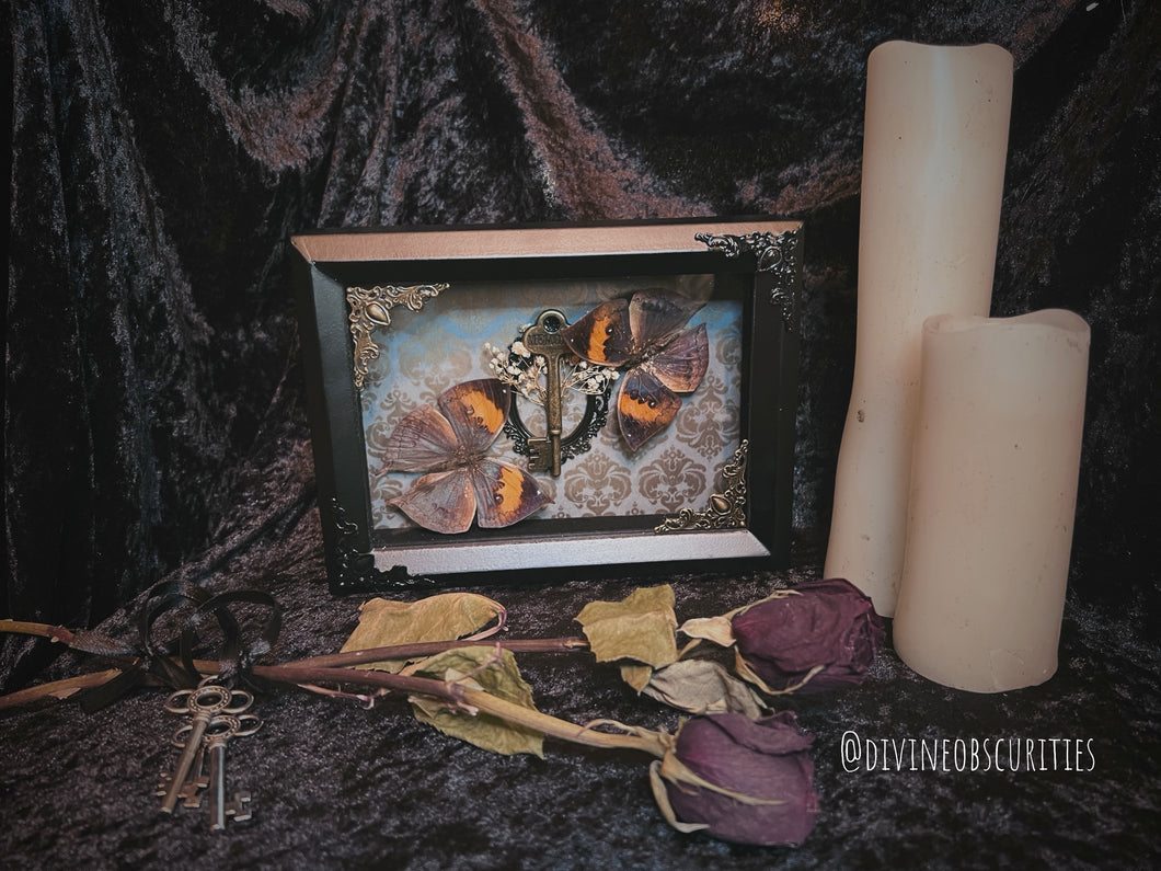 Real preserved Butterfly shadow box 9